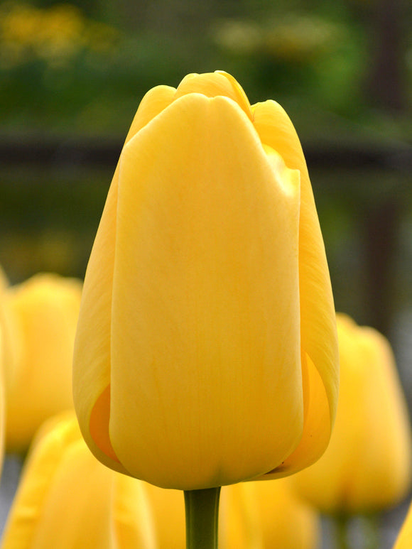 Tulpan Golden Parade | DutchGrown™ - Blomsterlökar från Holland