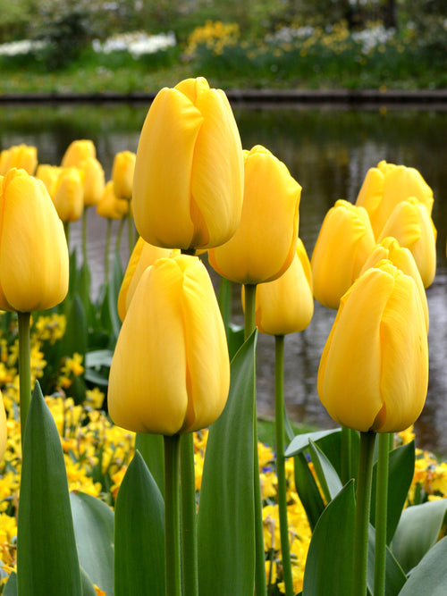 Köp Tulpan Golden Parade | DutchGrown™