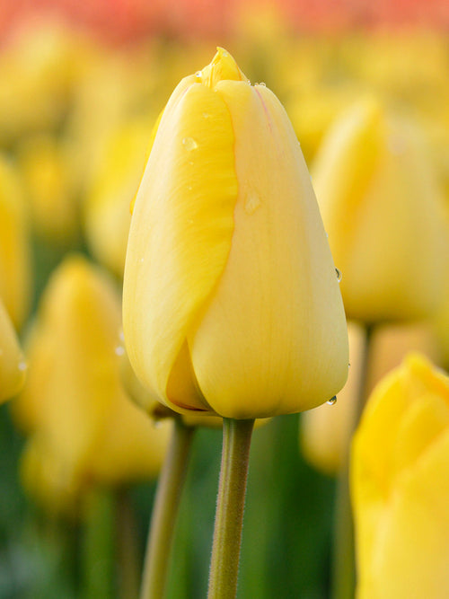 Tulpan Golden Parade | DutchGrown™