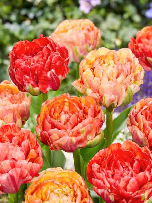 Köp Tulpan Gudoshnik Double | DutchGrown™ - Blomsterlökar från Holland