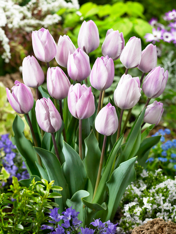 Köp Tulip Bulbs Jacuzzi