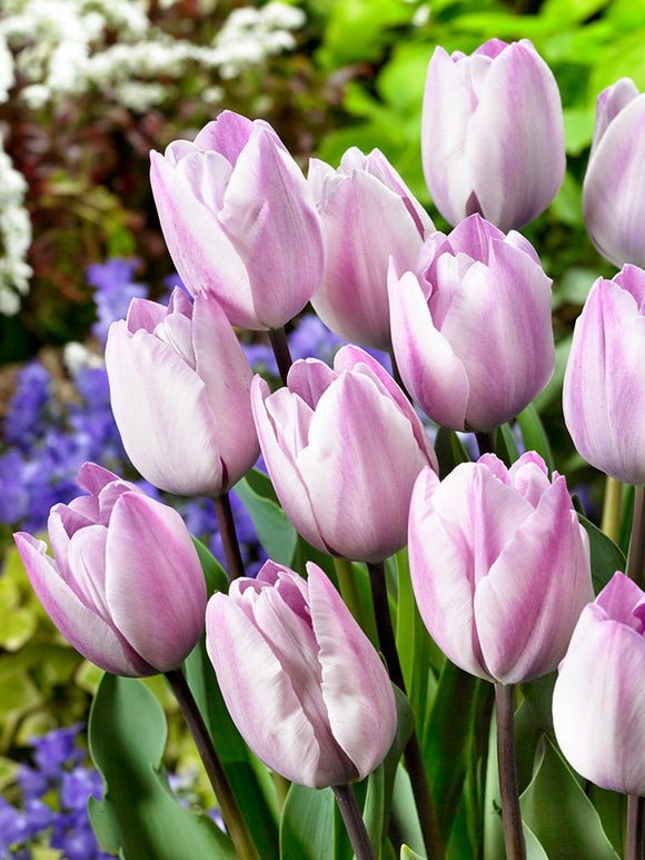 Köp Tulip Bulbs Jacuzzi från Holland