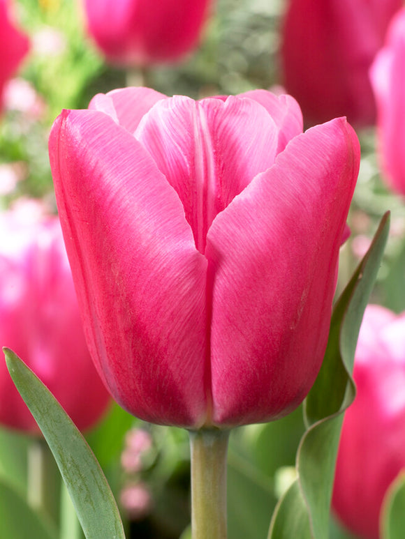 Tulpan Jumbo Pink