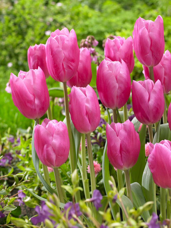 Tulpan Jumbo Pink