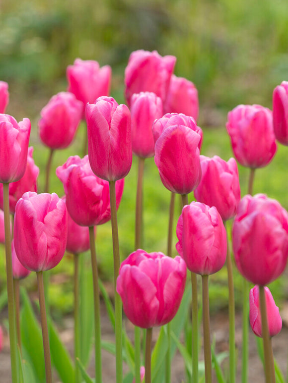 Tulpan Jumbo Pink