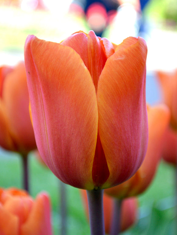 Tulpan King's Orange | DutchGrown™ - Blomsterlökar från Holland