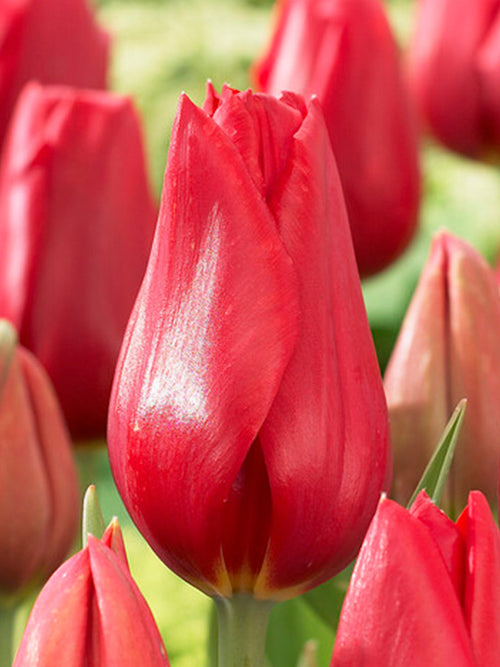 Tulpan Kingsblood | Blomsterlökar från DutchGrown™