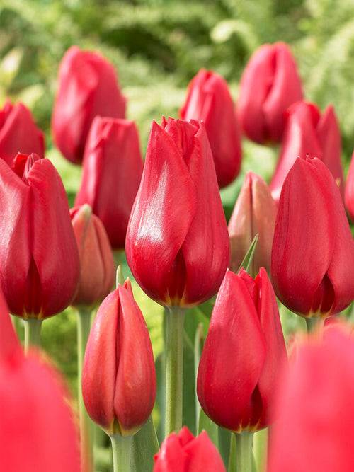 Köp Tulpan Kingsblood | Blomsterlökar från DutchGrown™
