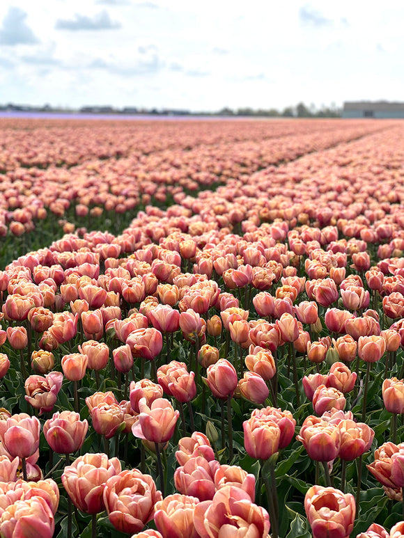 Tulpan La Belle Epoque | DutchGrown™ | Blomsterlökar från Holland
