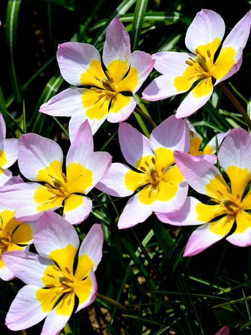 Tulpan Lilac Wonder | Blomsterlökar från Holland