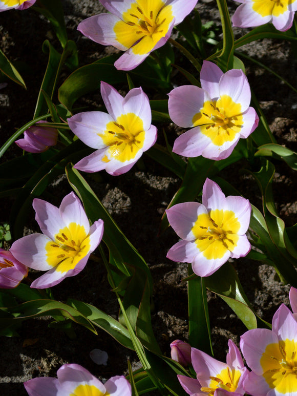 Köp Tulpan Lilac Wonder | DutchGrown™ - Blomsterlökar från Holland