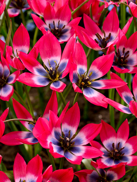 Tulpan ‘Little Beauty’ i blom