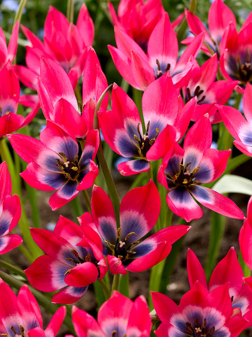 Blått centrum i tulpanblomma