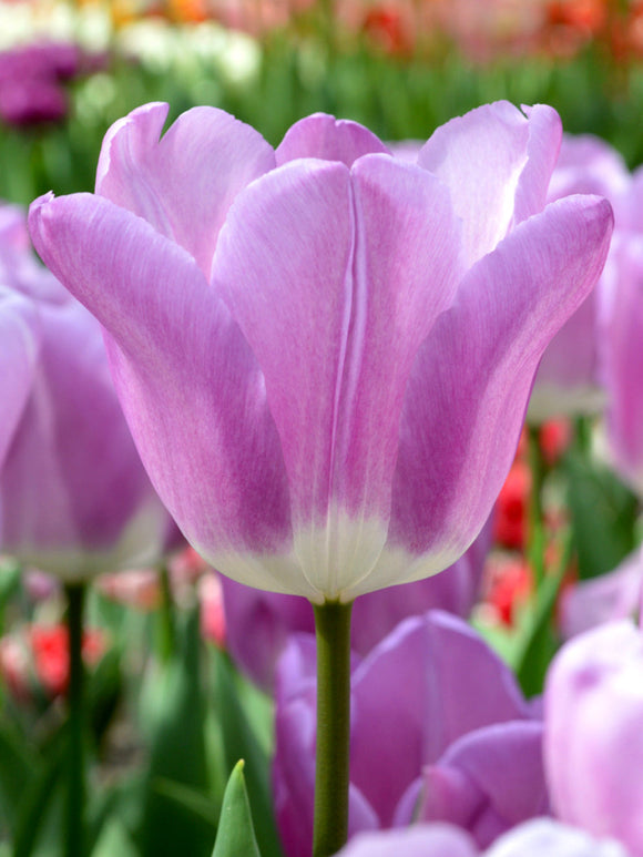 Tulpan Magic Lavender | DutchGrown™ - Blomsterlökar från Holland