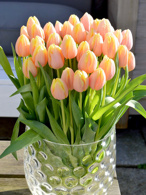 Köp Tulpan Mango Charm® från Holland | DutchGrown™
