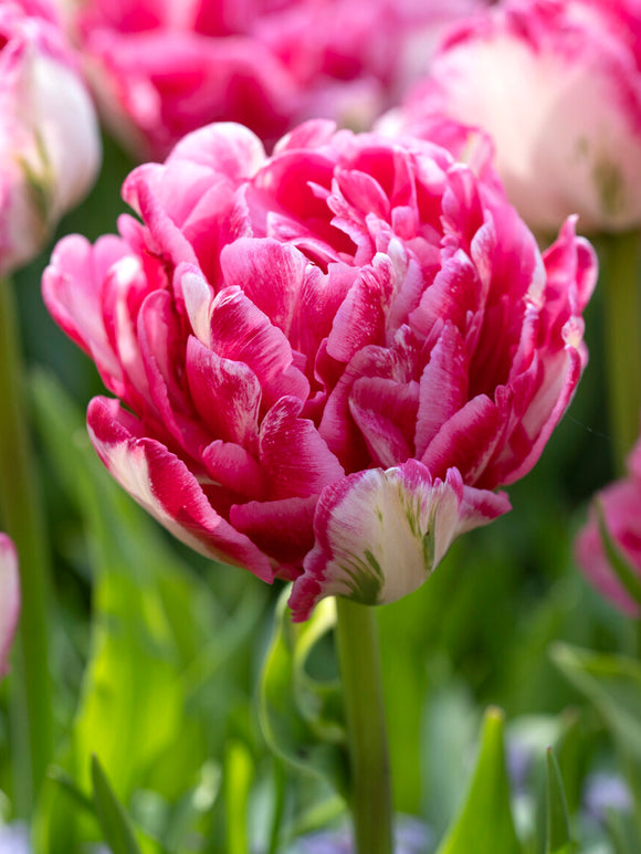 Rosa dubbel tulpan i vårblom