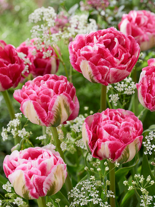 Dubbel tulpan Marshmallow rosa krämvit