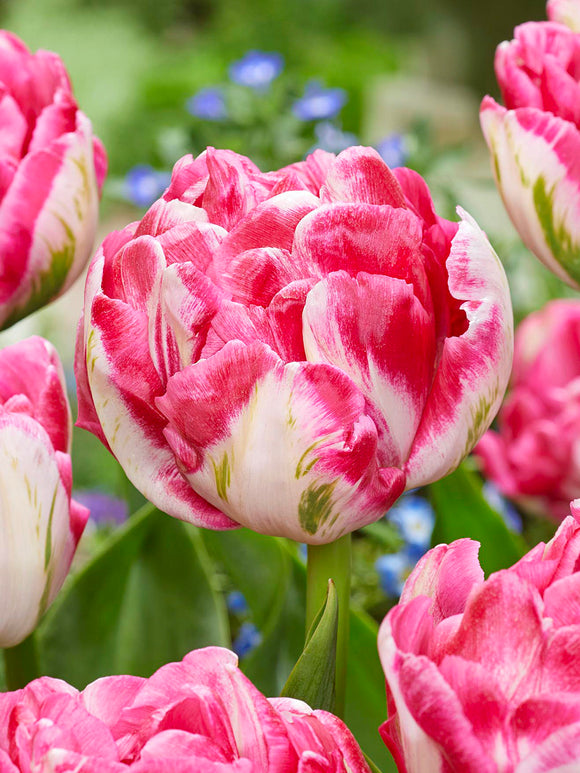 Tulpan Marshmallow pionlik blomma