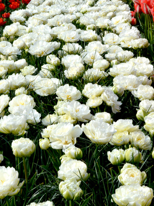 Tulpan Mondial - Blomsterlökar från Holland