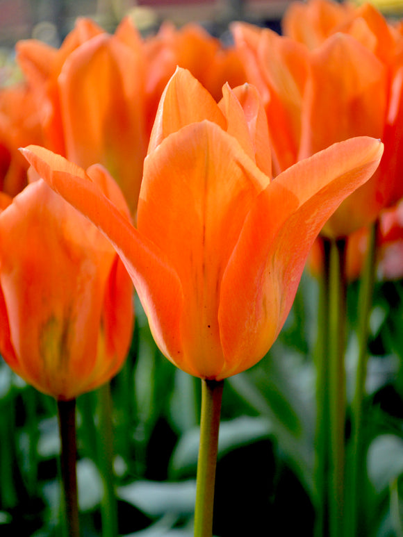 Tulpan Orange Emperor | Blomsterlökar från DutchGrown™