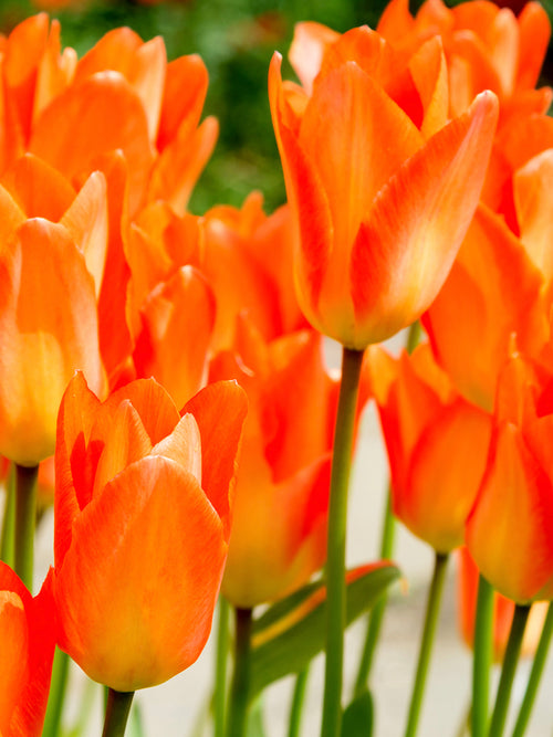 Köp Tulpan Orange Emperor | Blomsterlökar från DutchGrown™