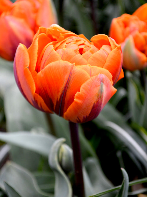 Tulpan Orange Princess | Köp Blomsterlökar från DutchGrown™