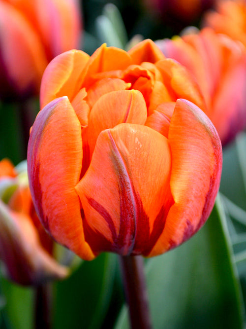 Tulpan Orange Princess | Blomsterlökar från DutchGrown™