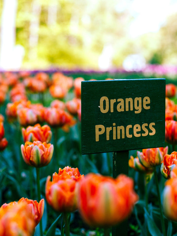 Tulpan Orange Princess från DutchGrown™