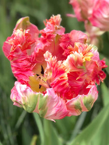 Tulpan Parrot Pink Vision