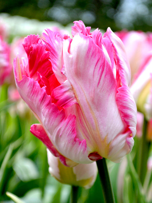 Tulpan Parrot Pink Vision
