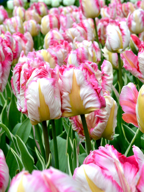 Köp Tulpan Parrot Pink Vision | DutchGrown™