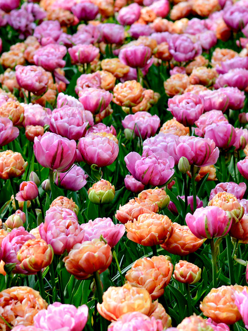 Tulpan Pion Party Kollektion | DutchGrown™