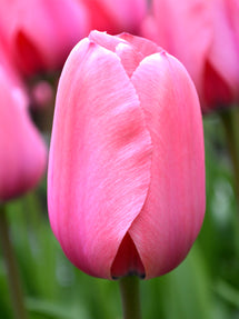 Tulpan Pink Impression