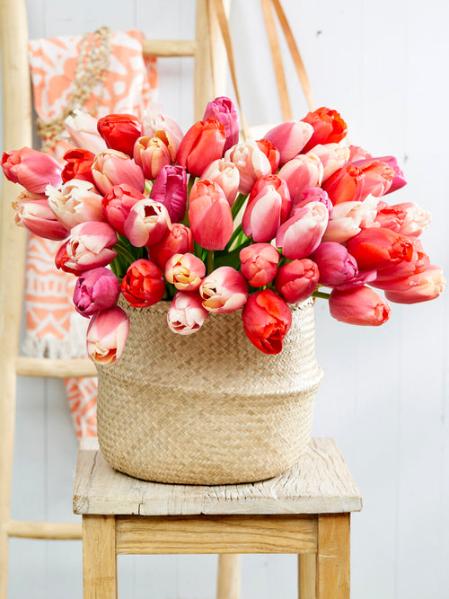 Stora tulpanblommor med stadiga stjälkar