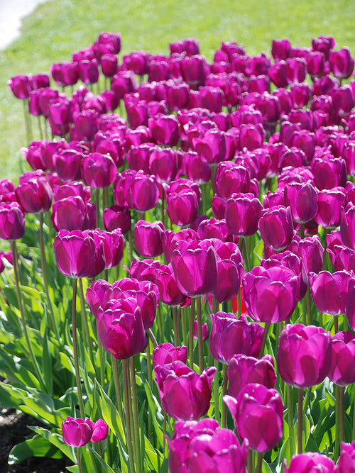 Tulpan Purple Prince | Köp Blomsterlökar från Holland - DutchGrown™