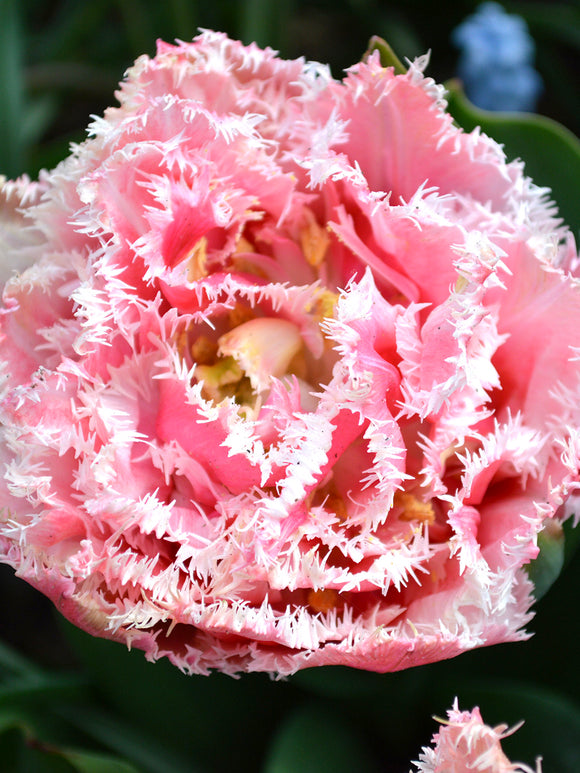 Köp Tulpan Queensland | DutchGrown™ - Blomsterlökar från Holland