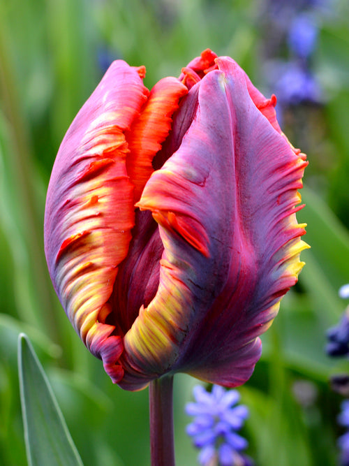 Tulpan Rainbow Parrot | Blomsterlökar från DutchGrown™
