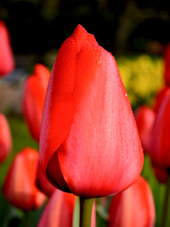 Tulpan Red Impression från Holland | DutchGrown™