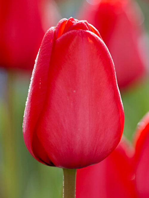 Tulpan Red Impression från DutchGrown™