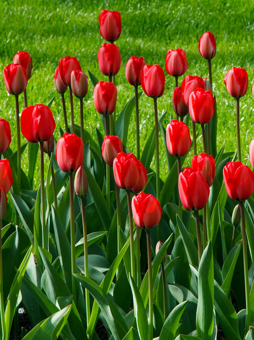 Tulpan Red Impression