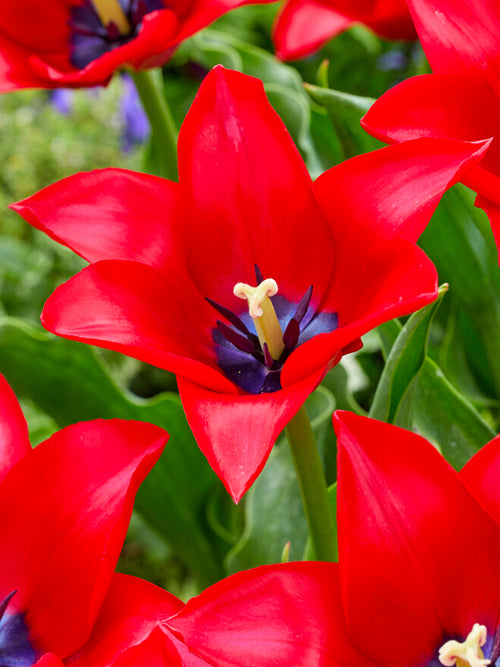 Köp Tulpan Red Lightening Blue från Holland