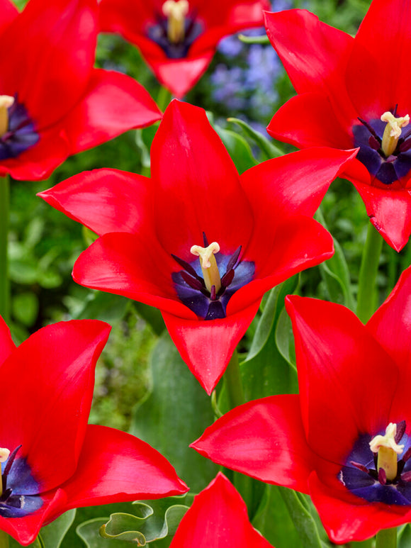 Köp Tulpan Red Lightening Blue 