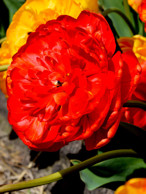 Tulpan Red Pomponette från DutchGrown™
