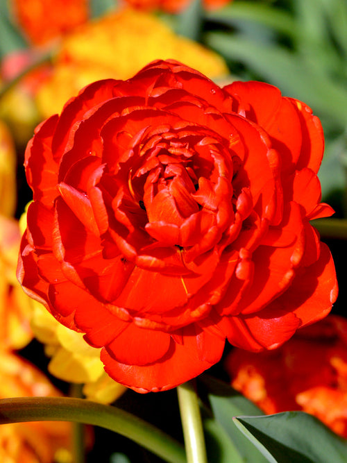 Tulpan Red Pomponette | Köp Blomsterlökar från DutchGrown™