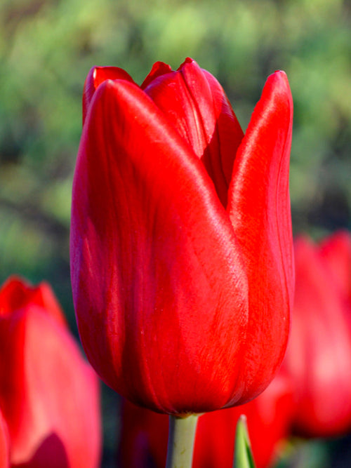 Tulpan Red Power från Holland | DutchGrown™