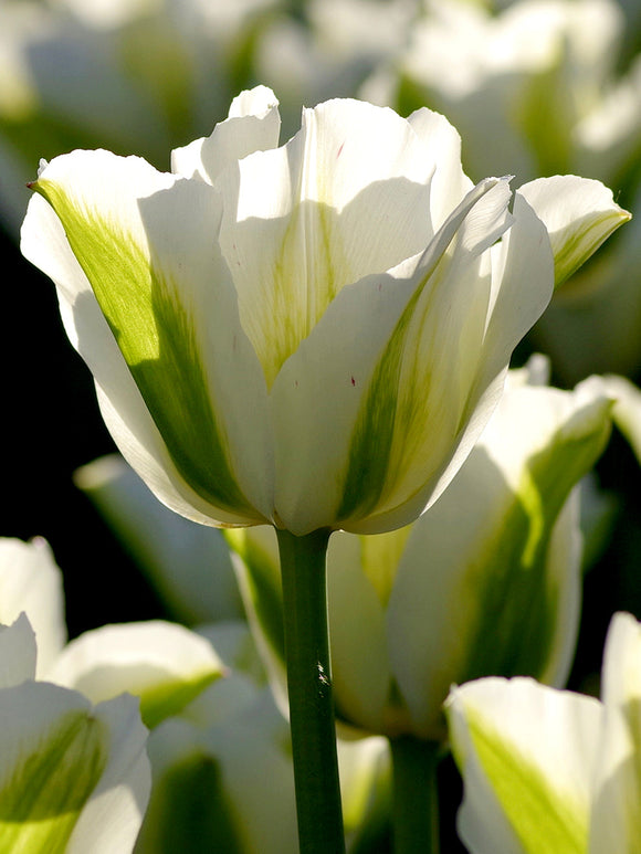 Tulpan Spring Green | Köp Tulpanlökar från DutchGrown™