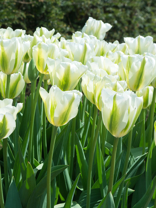 Tulpan Spring Green | Tulpanlökar från DutchGrown™