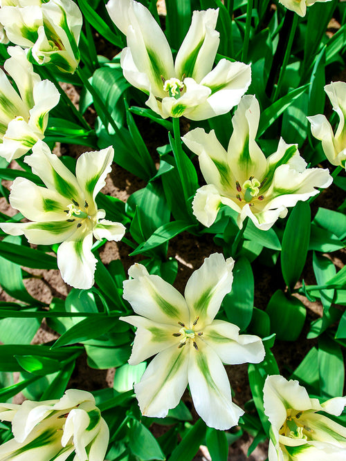 Tulpan Spring Green | DutchGrown™