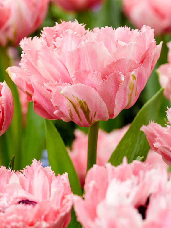 Tulpan Sugar Crystal | Blomsterlökar från DutchGrown™