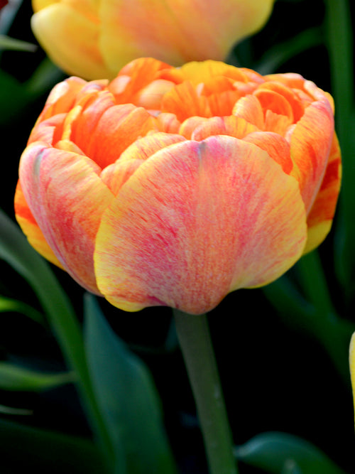 Tulpan Sunlover | DutchGrown™